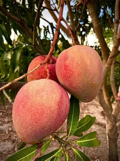 Alphonso Mango