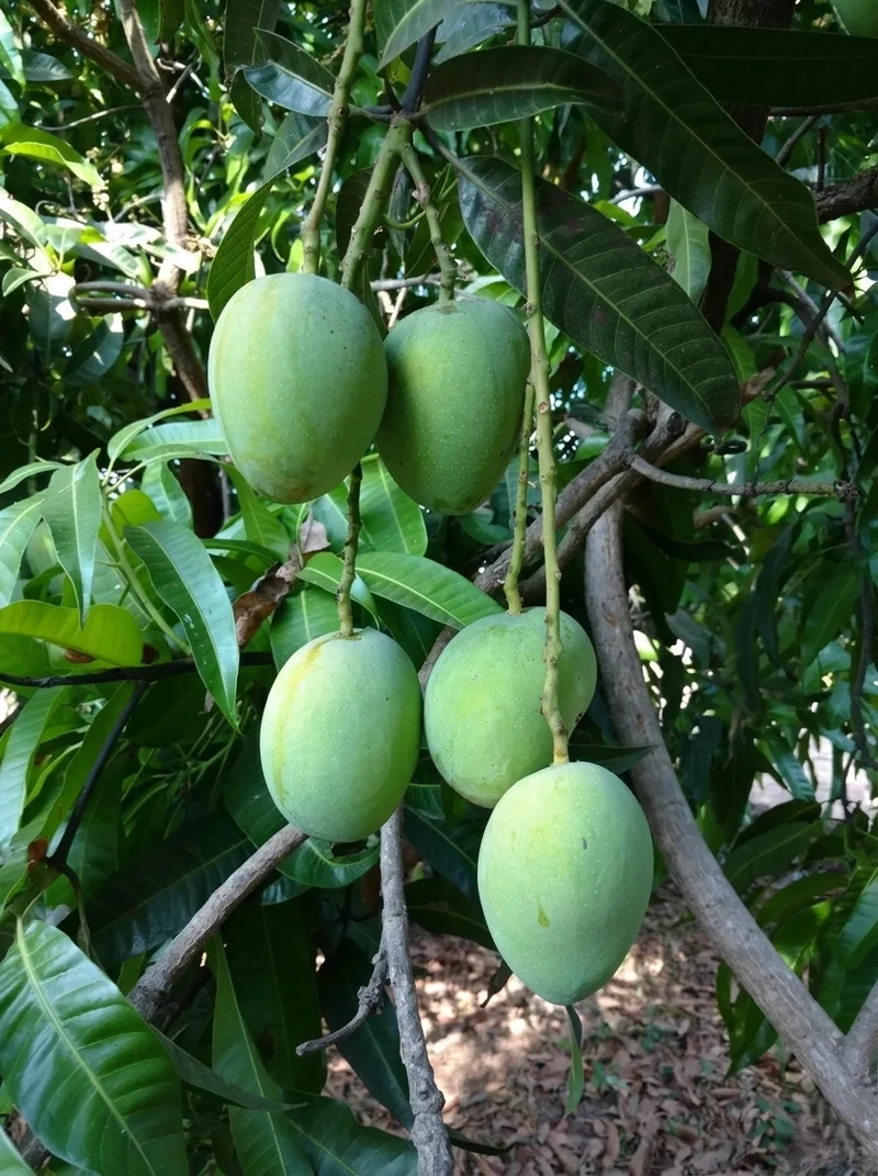Fruits image 2