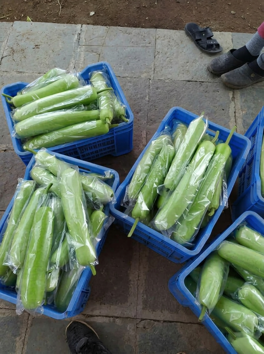 Bottle Gourd (Lauki)