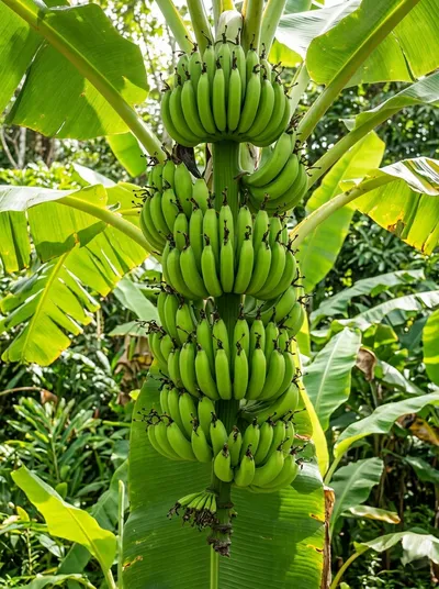 Cavendish Banana (G-9)
