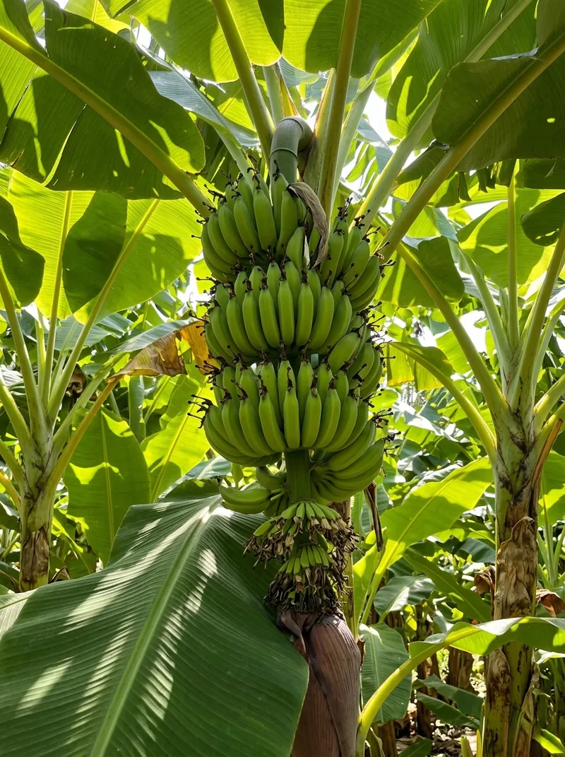 Fruits image 8