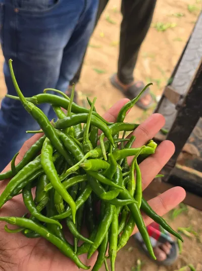 Green Chilli
