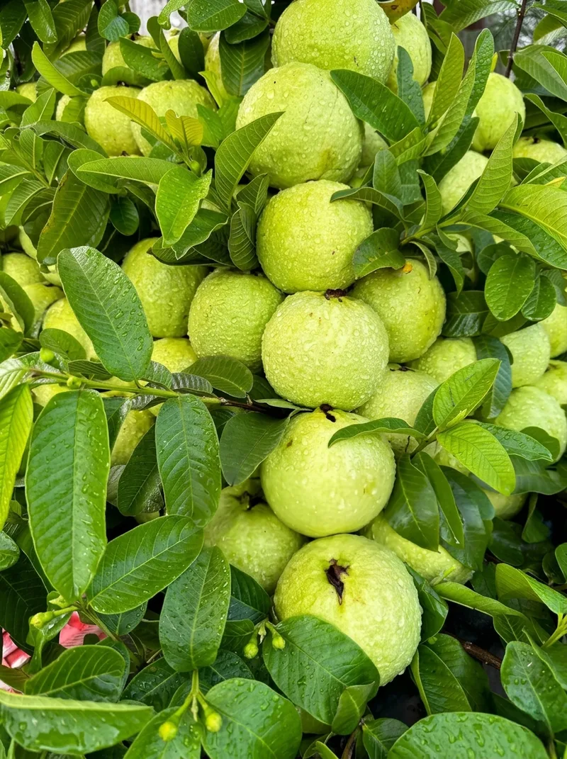 Fruits image 11