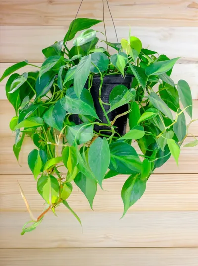 Hanging plant