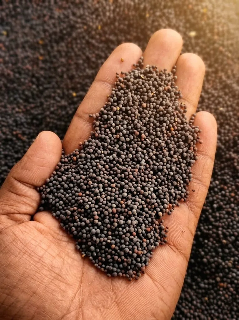 Mustard Seeds preview 1