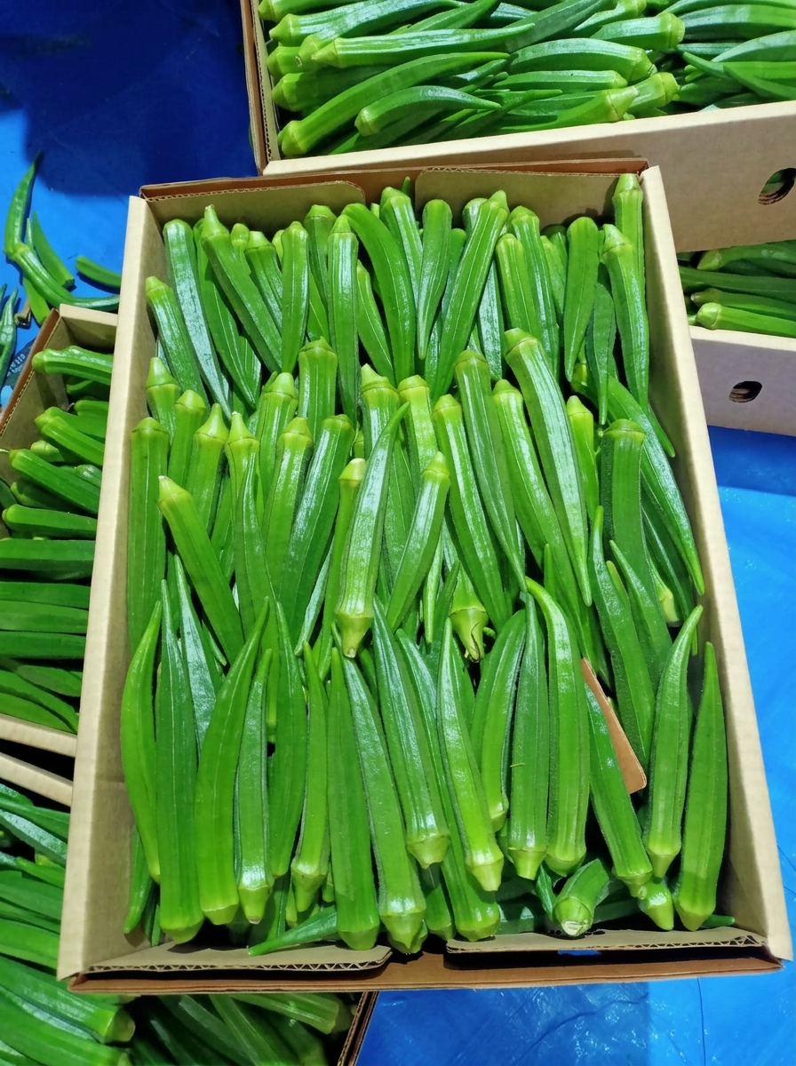 Okra (Lady's Fingers)