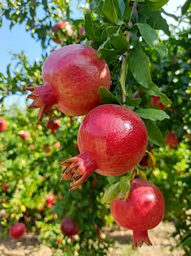 Fruits image 10