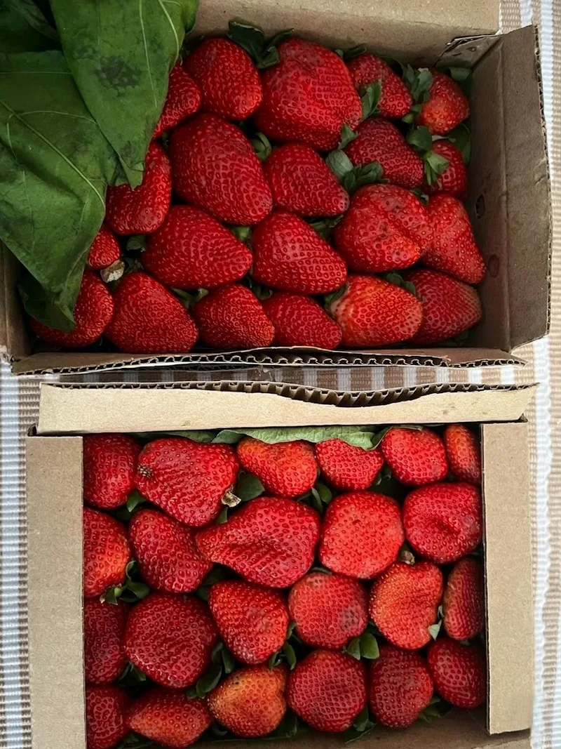 Fruits image 14